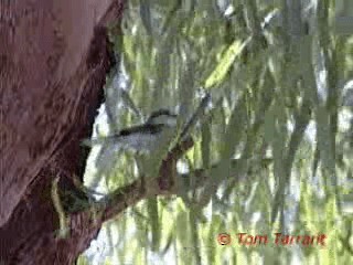 Masked Shrike - ML718580