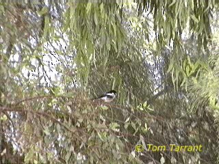 Masked Shrike - ML718581