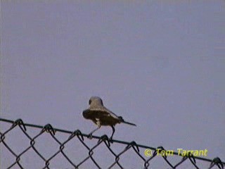 Lesser Gray Shrike - ML718584