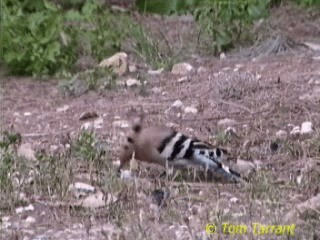 Eurasian Hoopoe (Eurasian) - ML718585