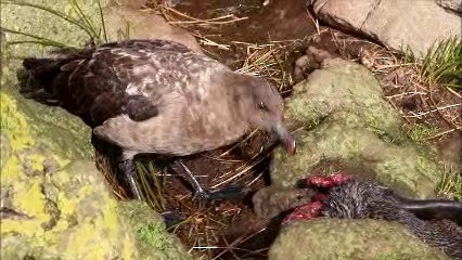 Brown Skua - ML718589