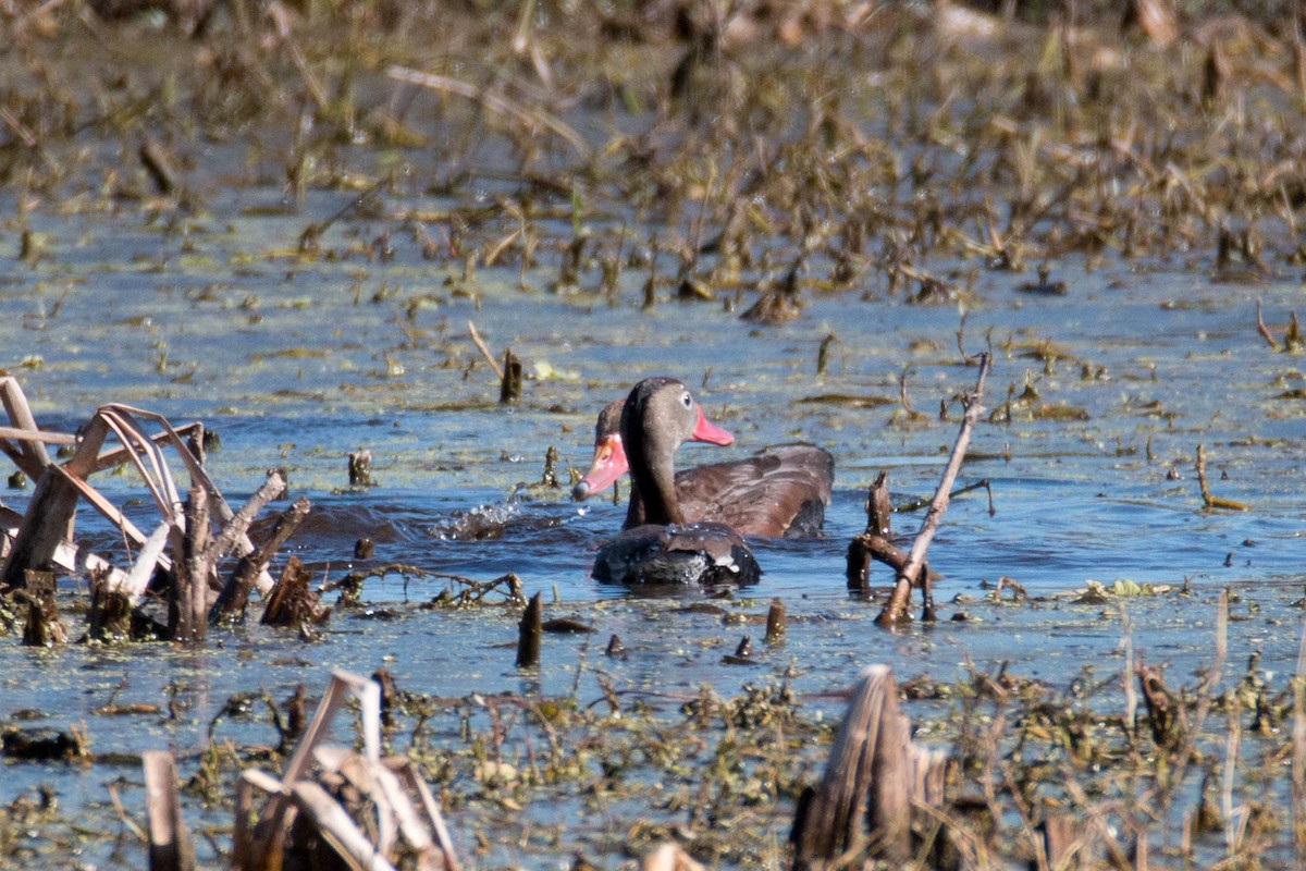 Black-bellied Whistling-Duck - ML71859351