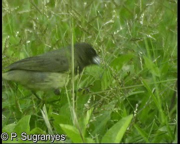 Yellow-bellied Seedeater - ML718599