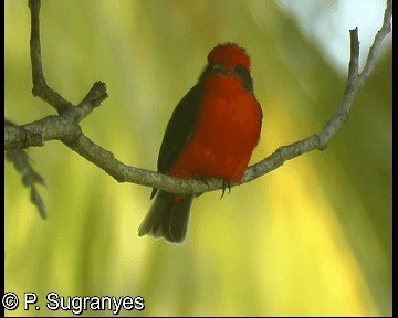 Vermilion Flycatcher (saturatus) - ML718602