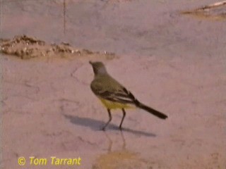 Western Yellow Wagtail (beema) - ML718603