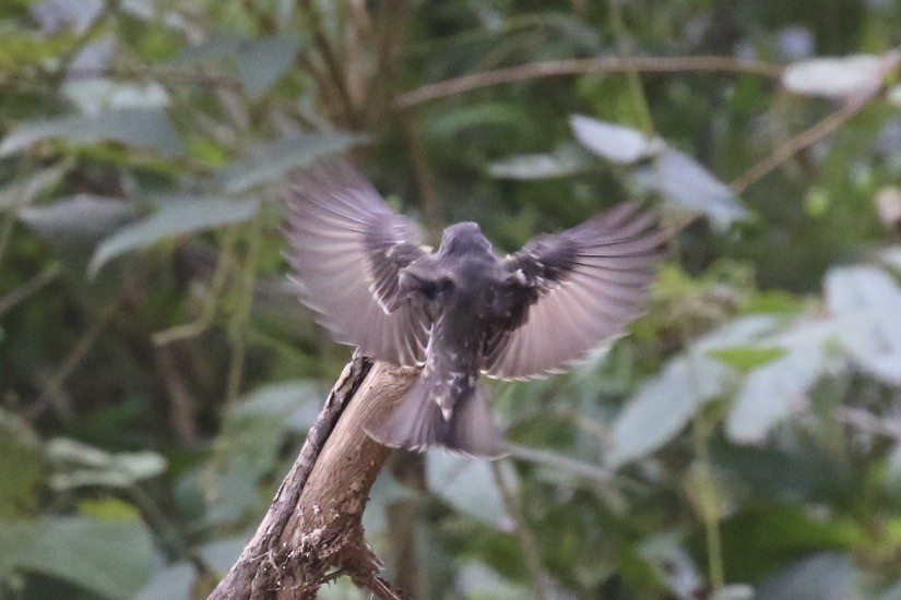 Dark-sided Flycatcher - ML71861381