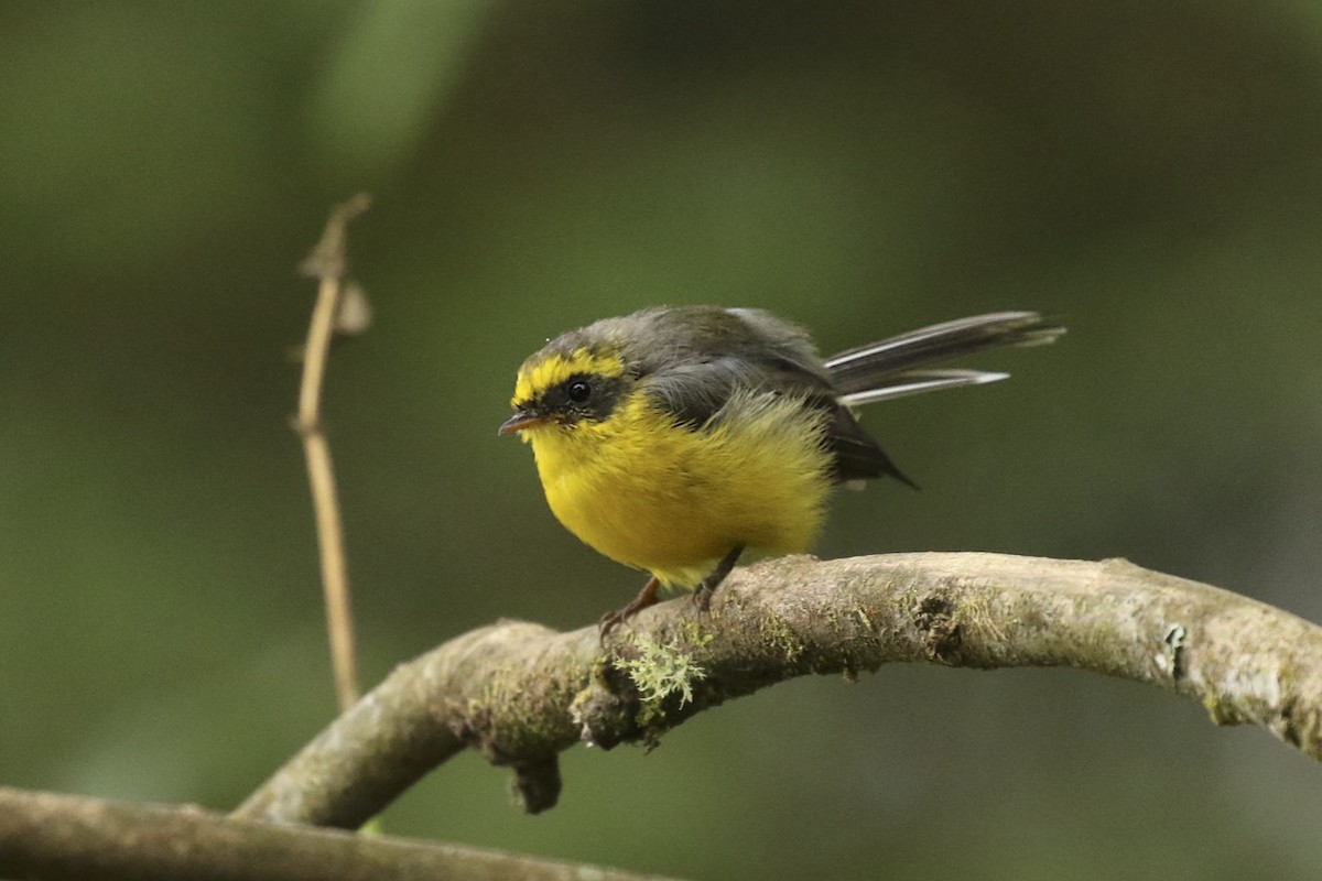 Yellow-bellied Fairy-Fantail - ML71861541