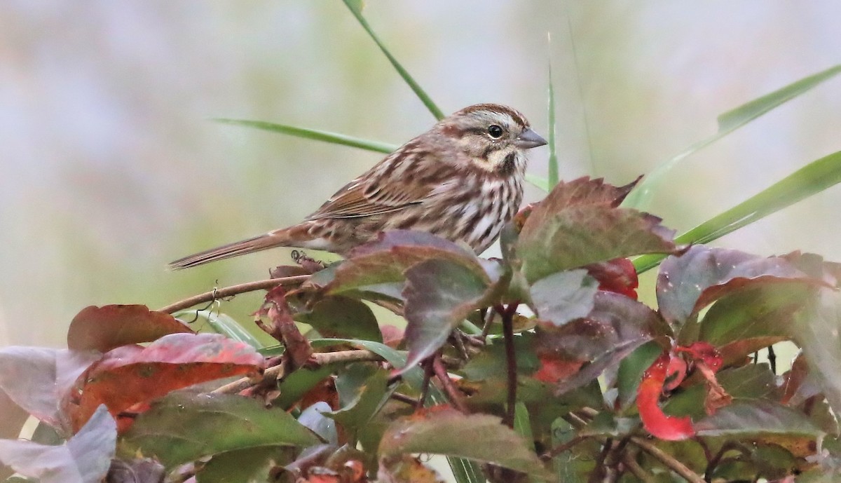 Song Sparrow - Keith Lowe