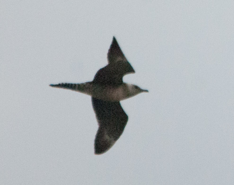Long-tailed Jaeger - ML71864191