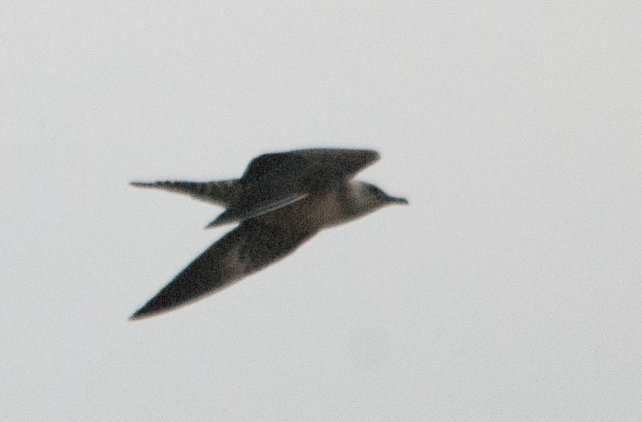 Long-tailed Jaeger - ML71864201