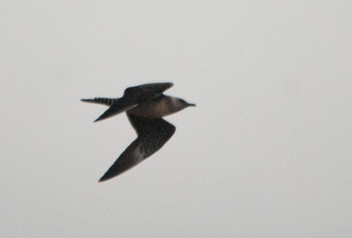 Long-tailed Jaeger - ML71864211