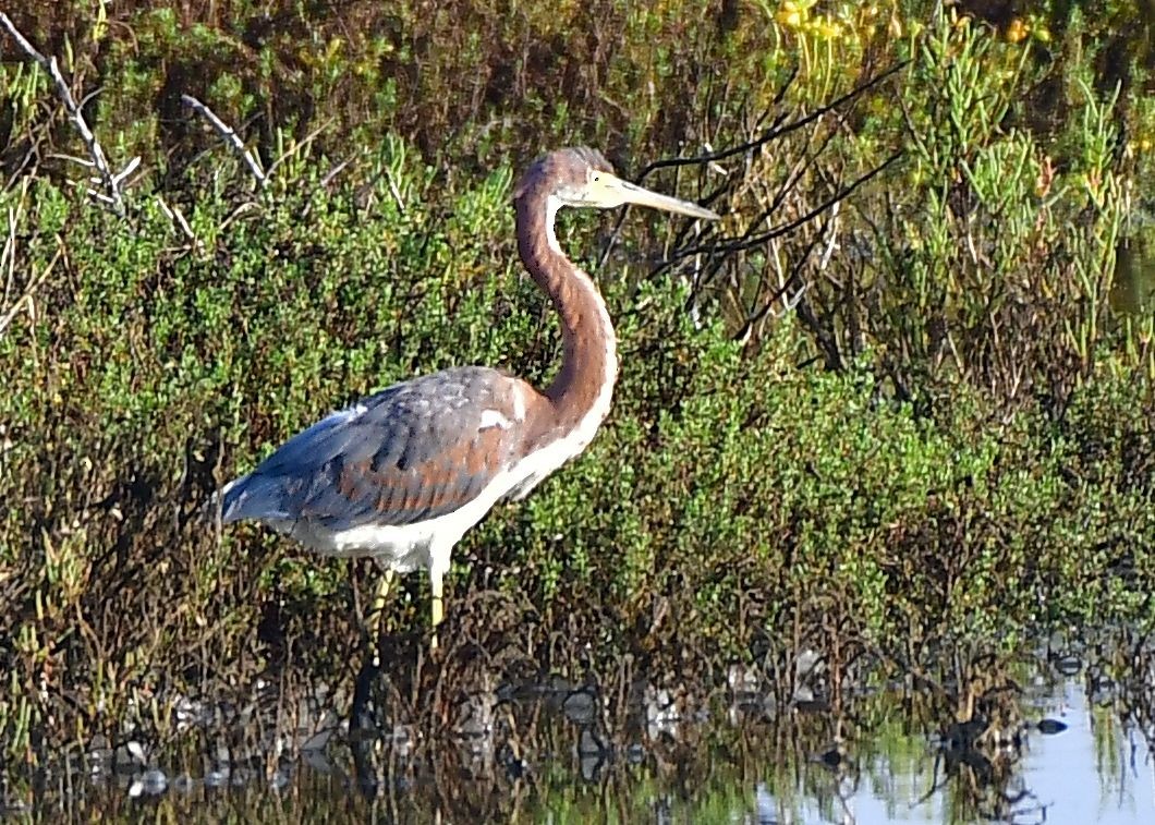 Tricolored Heron - ML71865531