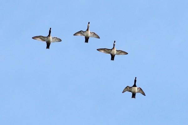 Ring-necked Duck - ML71866661