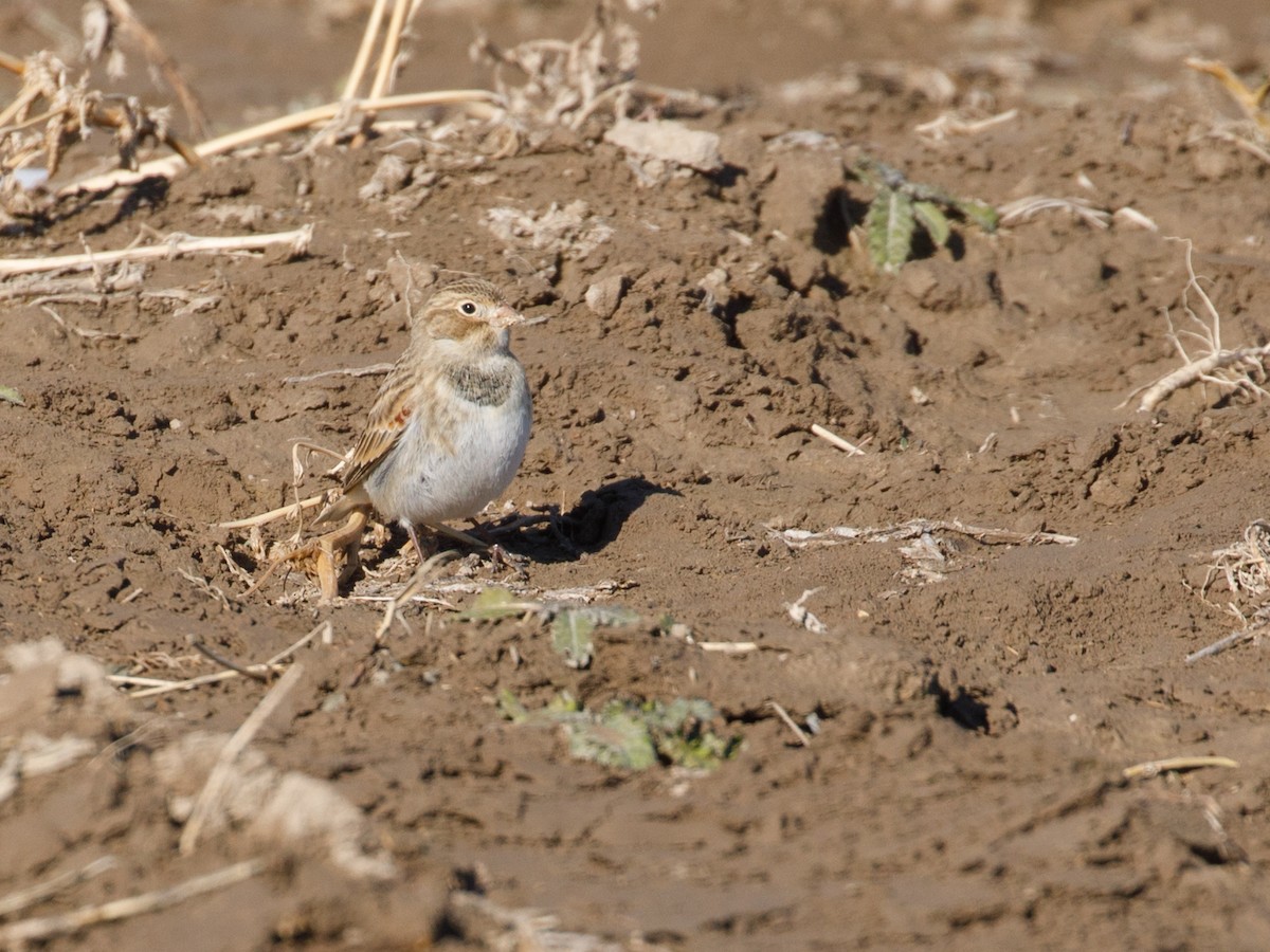 Thick-billed Longspur - Darren Clark