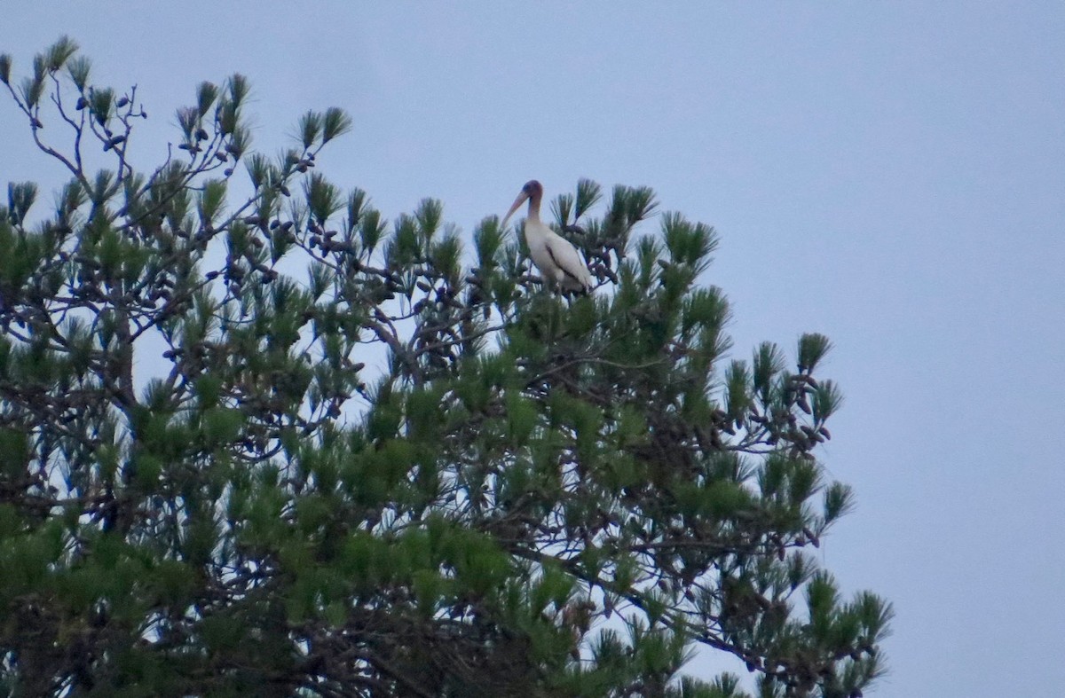 Wood Stork - ML71866921