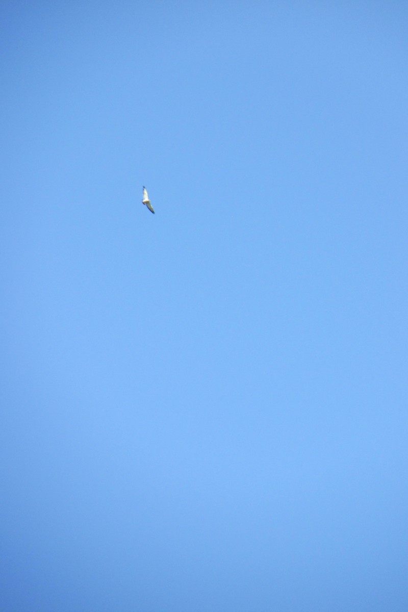Variable Hawk - ML71867451