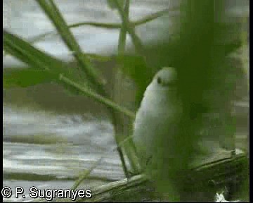 Pied Water-Tyrant - ML718675