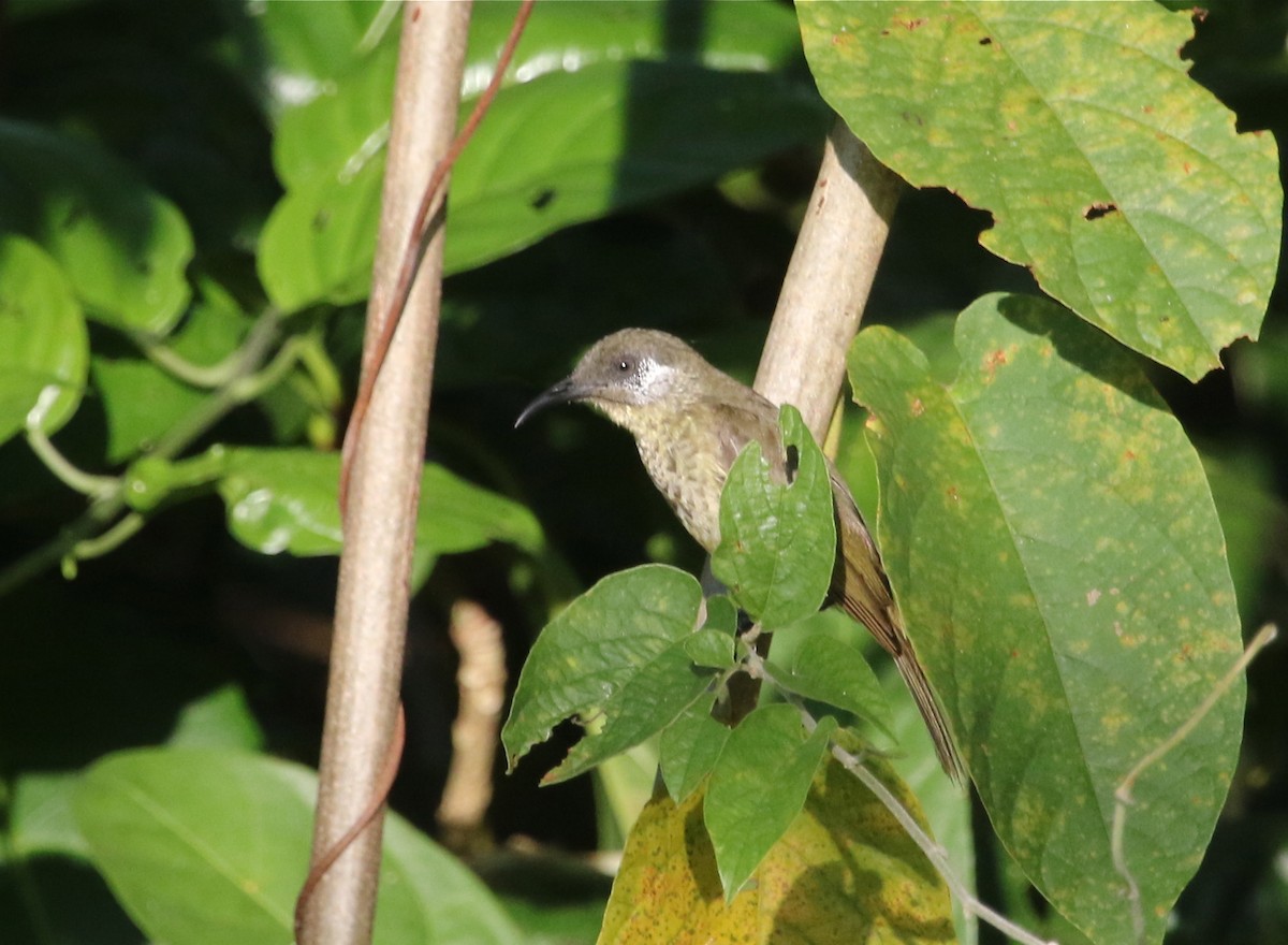 White-tufted Honeyeater - Gil Ewing