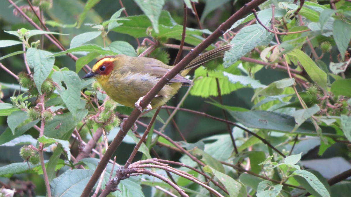 Golden-browed Warbler - ML71869471