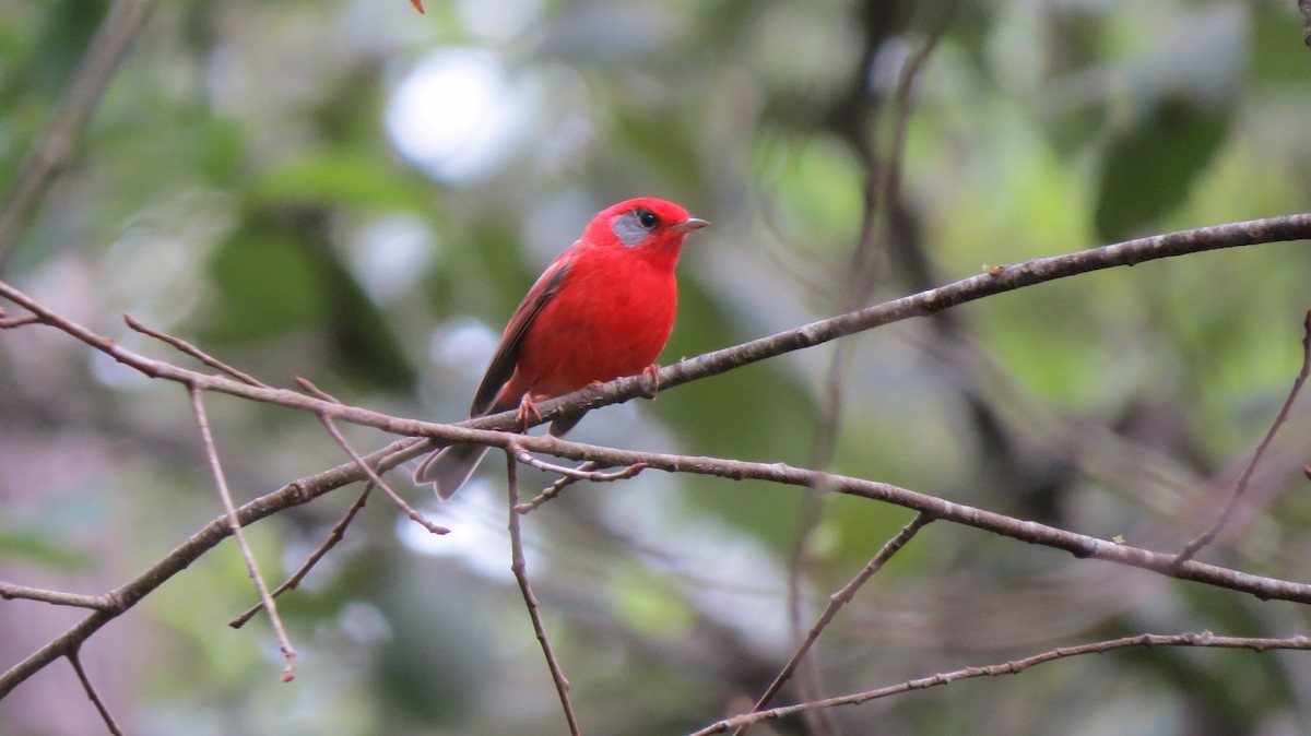 Red Warbler - ML71869741