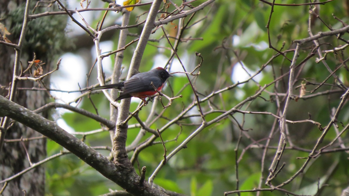 Slate-throated Redstart - ML71869871