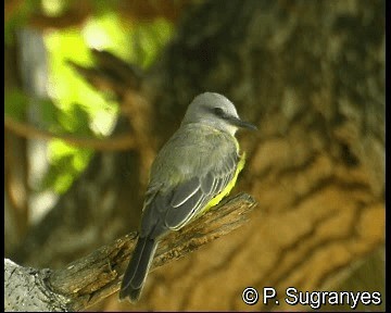 White-throated Kingbird - ML718702