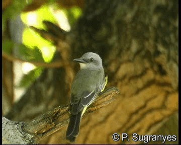 White-throated Kingbird - ML718703