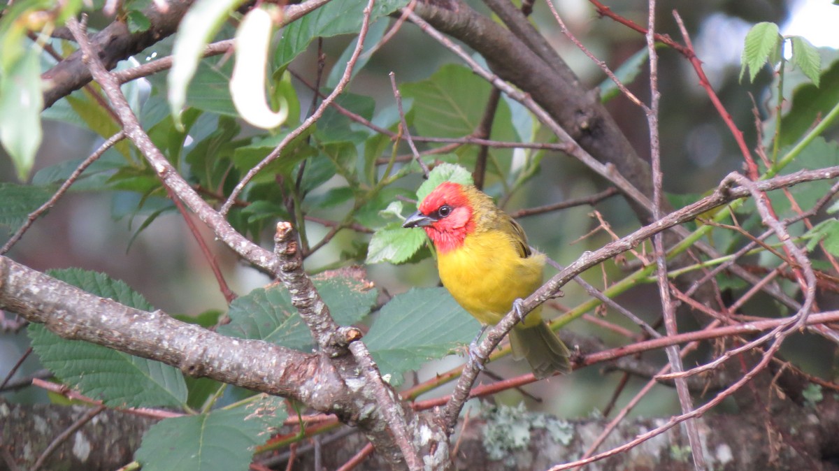 Red-headed Tanager - ML71870411