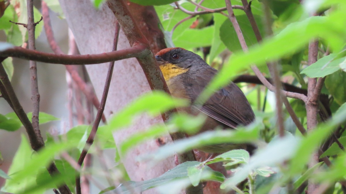 Rufous-capped Brushfinch - ML71870671