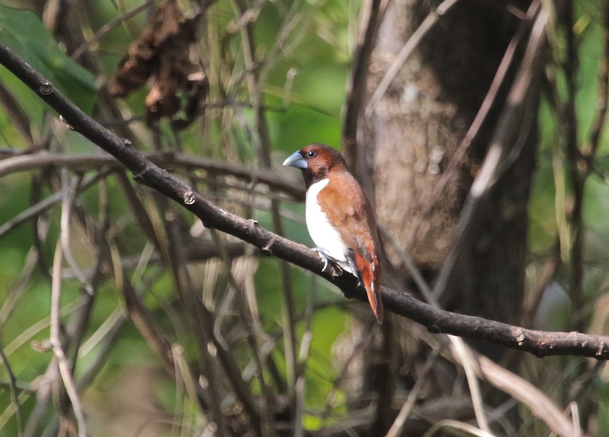 Five-colored Munia - Gil Ewing
