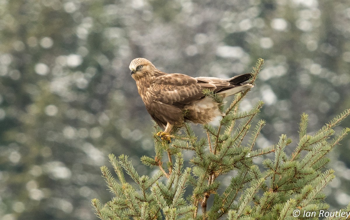 Rough-legged Hawk - Ian Routley