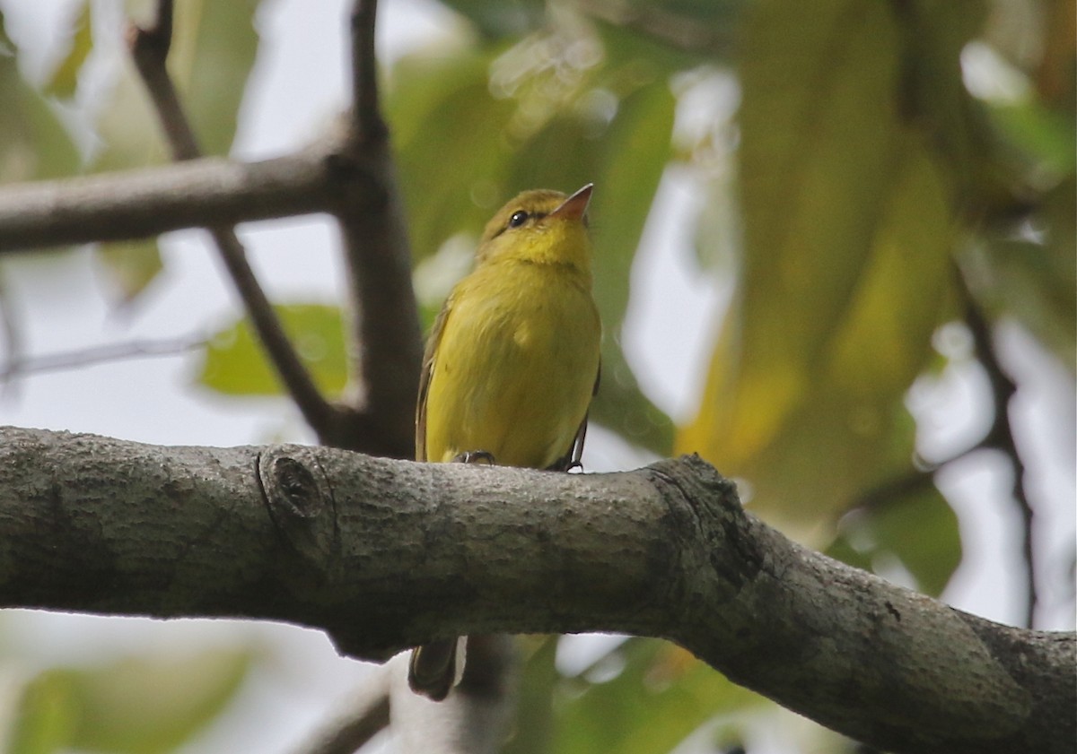 Golden-bellied Flyrobin - Gil Ewing