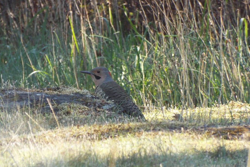 Northern Flicker (Yellow-shafted) - ML71876161