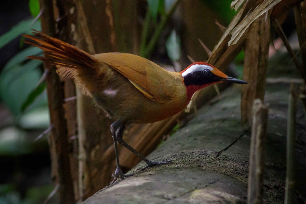 Malaysian Rail-babbler - ML71876471