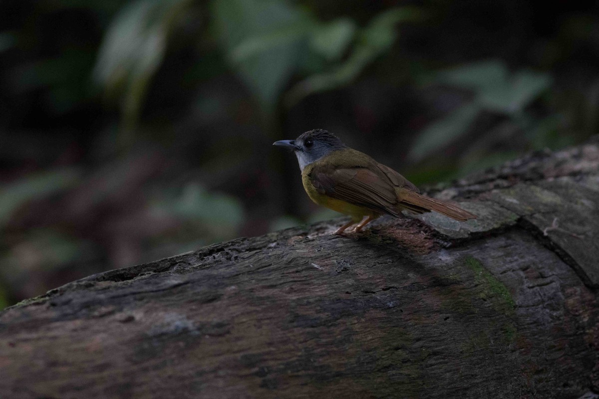 Yellow-bellied Bulbul - Saravanan Krishnamurthy