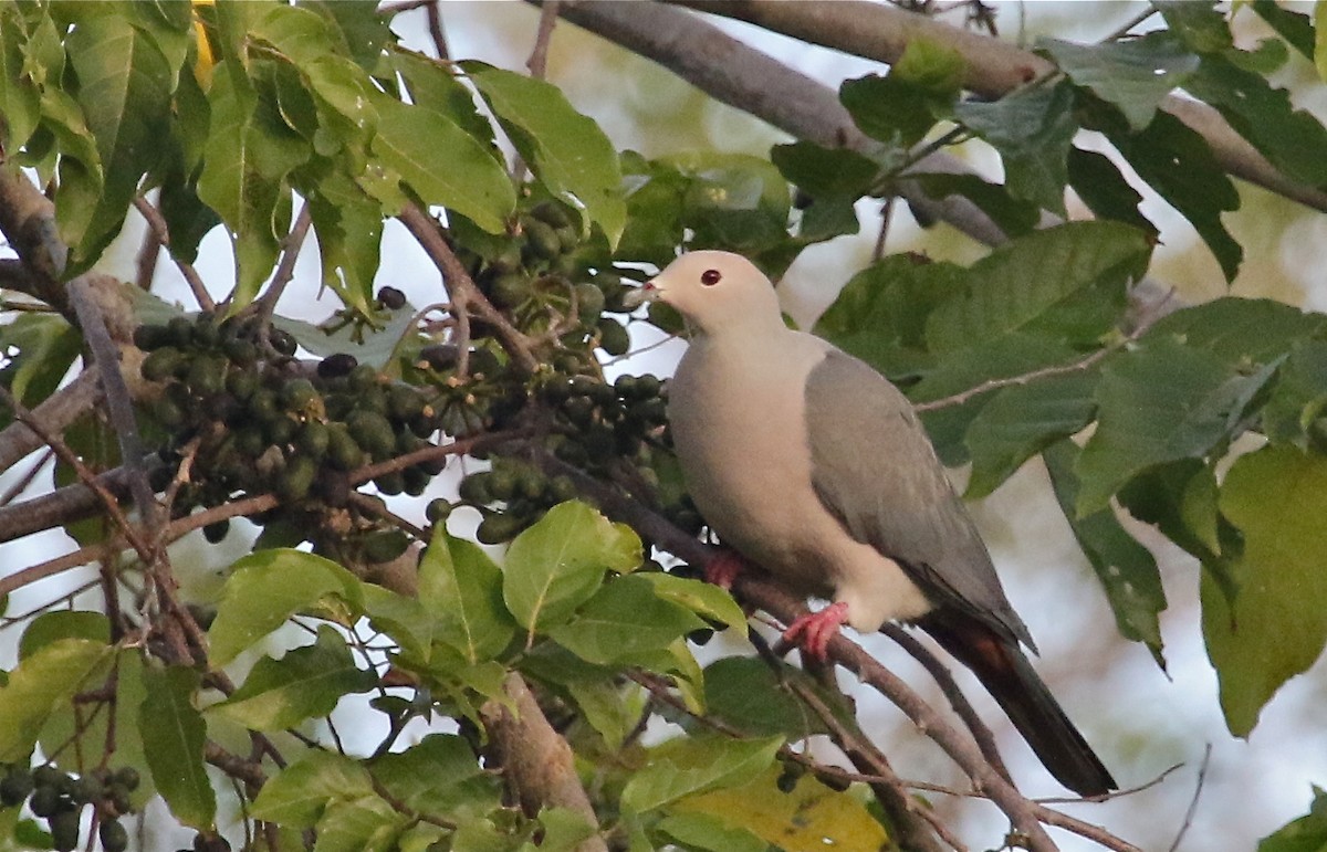 Pink-headed Imperial-Pigeon - Gil Ewing