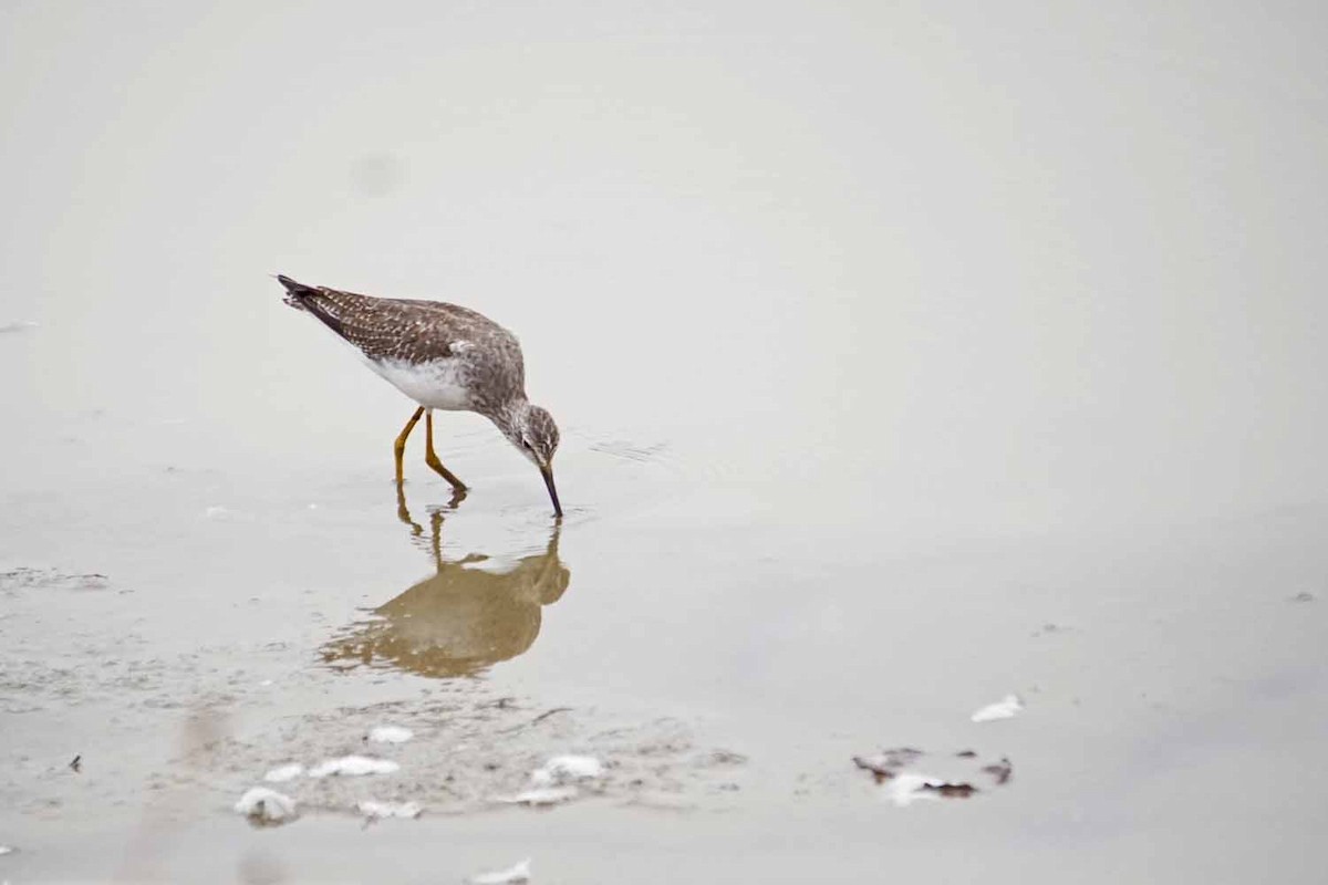 Lesser Yellowlegs - ML71878041