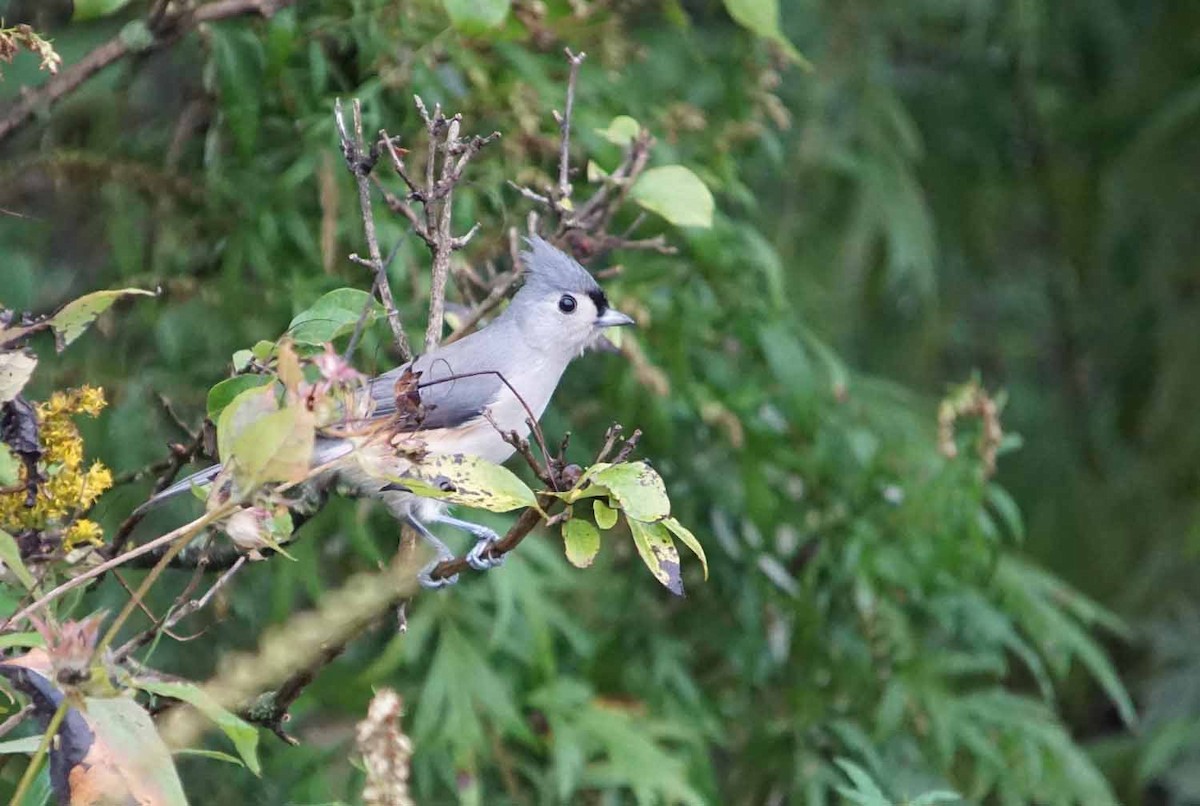 Mésange bicolore - ML71878481