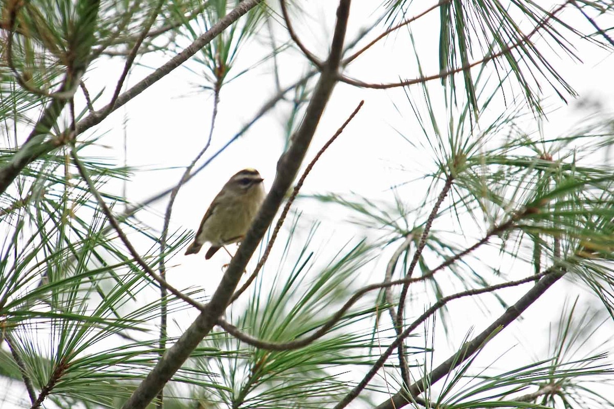 Golden-crowned Kinglet - John Daniel