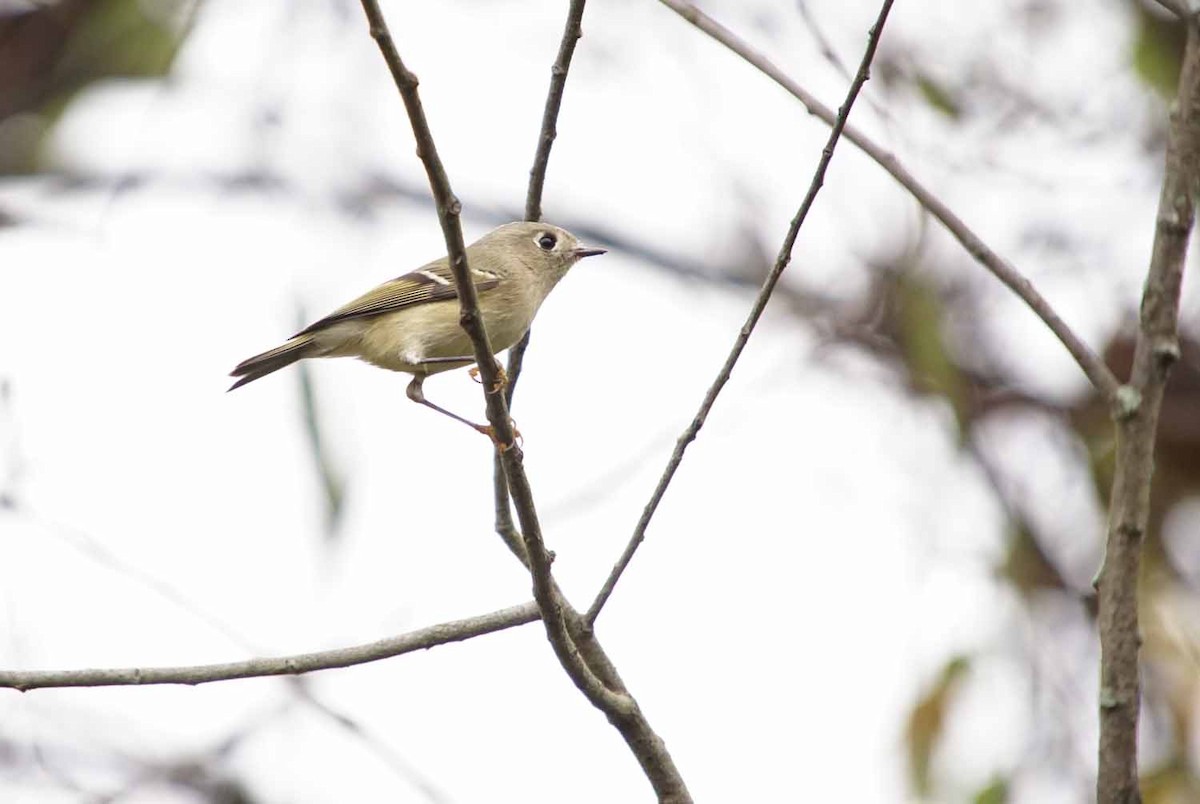 Ruby-crowned Kinglet - John Daniel