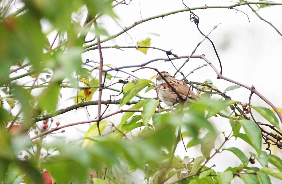 White-throated Sparrow - ML71879101