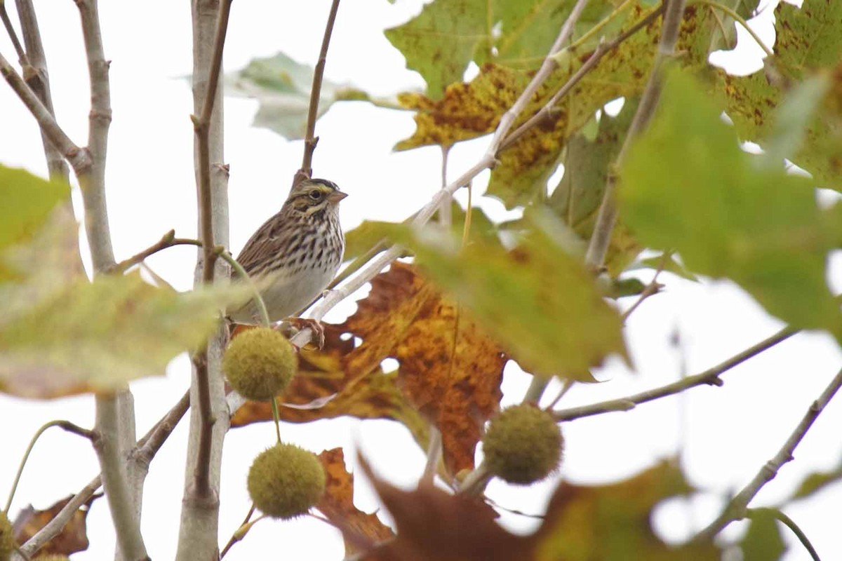 Savannah Sparrow - John Daniel