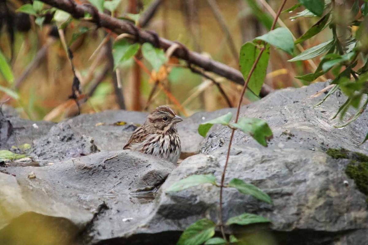 Song Sparrow - John Daniel