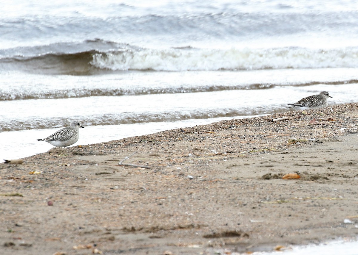 Black-bellied Plover - ML71881421