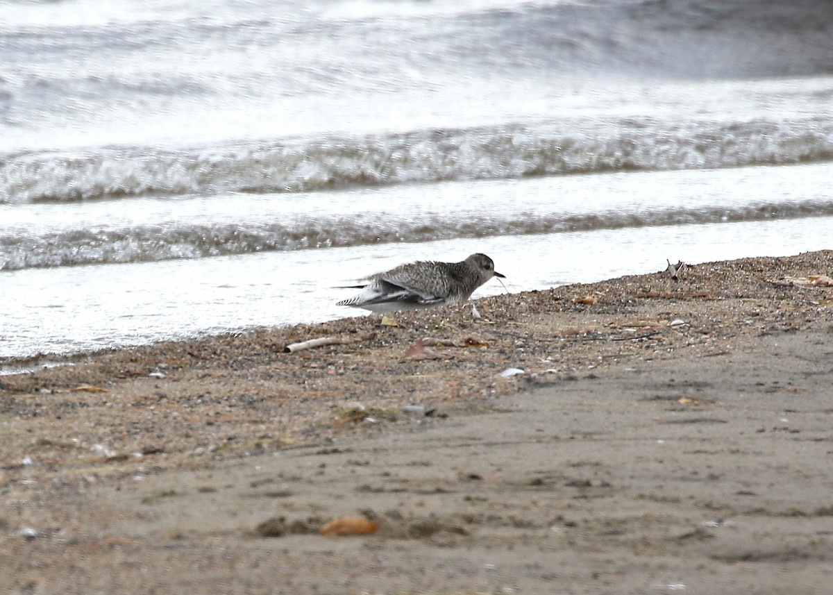 Black-bellied Plover - Gary Chapin