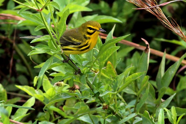 Prairie Warbler - ML71882931