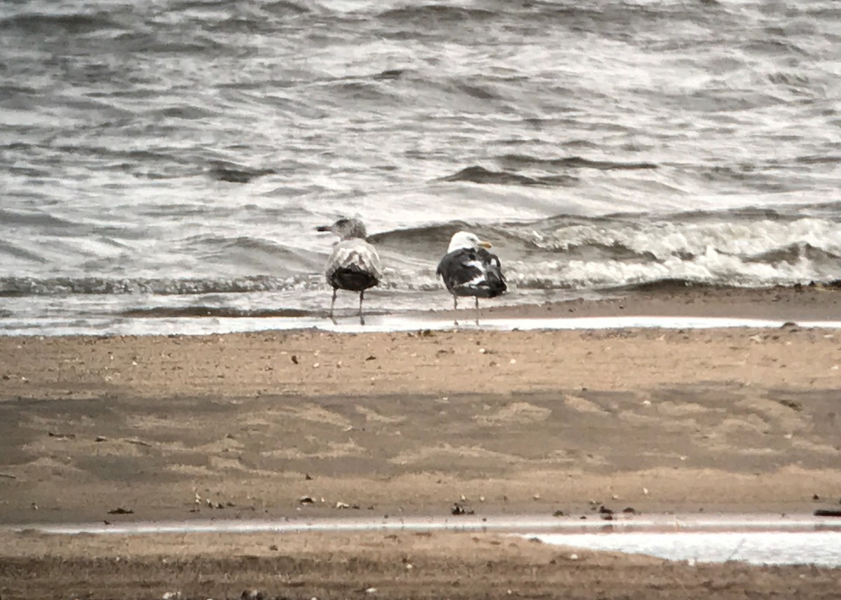 Lesser Black-backed Gull - ML71883121