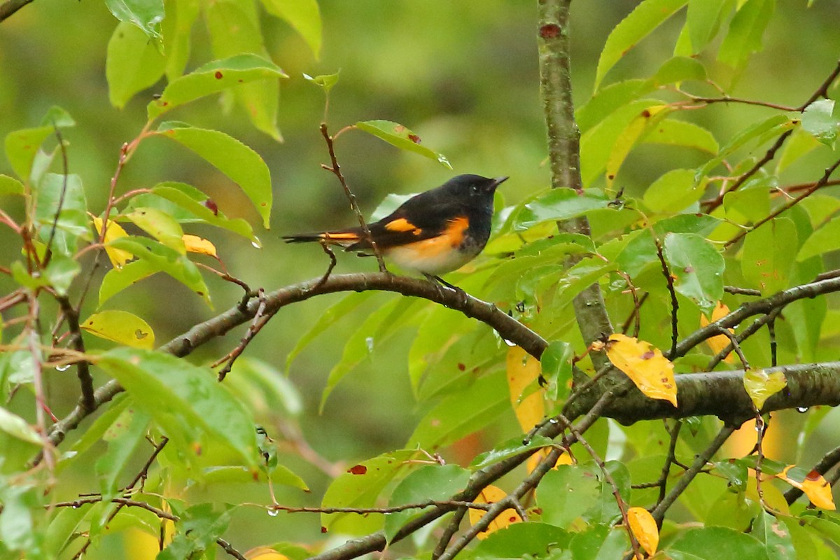 Paruline flamboyante - ML71883291