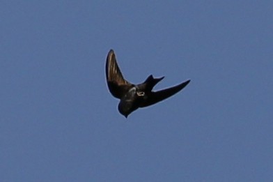 Golondrina Purpúrea - ML71884511