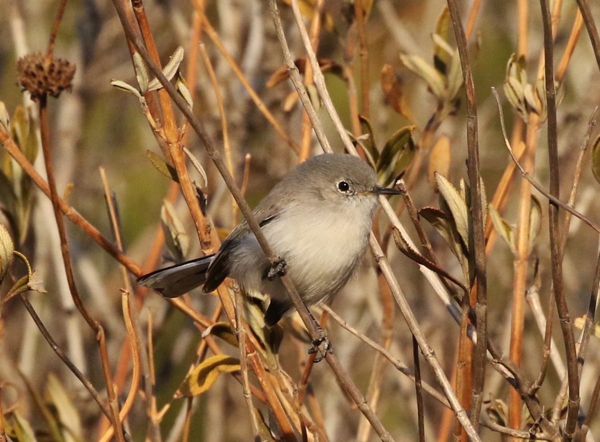 Blue-gray Gnatcatcher - ML71885831